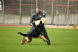 Bruno vom Wolfsstolz