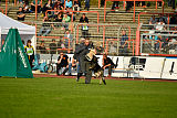 Hjuma von der Alten Donau