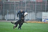 Madox vom Drumlin Wolf
