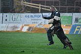 Madox vom Drumlin Wolf