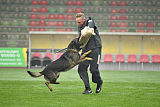 Basko von der Haugshöhe