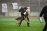 Horax vom Wolfsheim