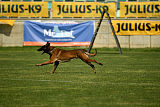 Dog John's Ikai