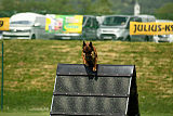 working-dog Bradana
