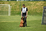 working-dog Bradana