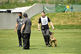 working-dog Bradana