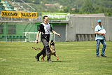 working-dog Bradana