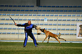 Quo Vadis Canis Bebeto