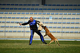 Quo Vadis Canis Bebeto