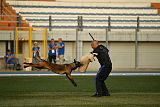 Erja-Ella Marshall Dogs