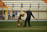 Erja-Ella Marshall Dogs
