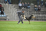 Bushido von Hund und Sport