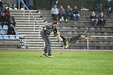 Bushido von Hund und Sport