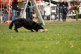 King vom Tim Thaler