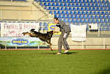 Glenn vom Schaffe