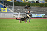 Lamar vom Wolfsheim