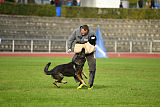 Lamar vom Wolfsheim