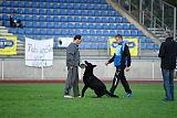 Apollo vom Schloß Solitude