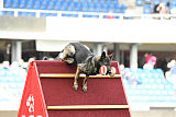 Alyscha Anmireto Moravia