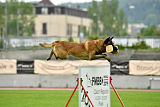 Al Campo Graf Czech
