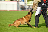 Al Campo Graf Czech