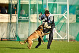 Al Campo Graf Czech