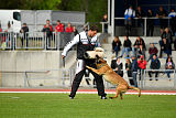 Aramis Red Devils Dog
