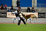 As'Thor Force Canina