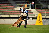 Aramis Red Devils Dog