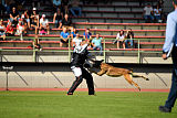 Aramis Red Devils Dog