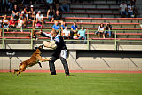 Aramis Red Devils Dog