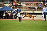 Aramis Red Devils Dog
