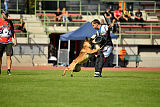 Aramis Red Devils Dog