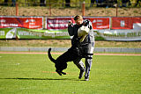 Finni vom Fuchsstein
