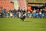 Havanero vom Leipheimer Moor