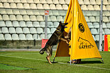 Jack Opavia Hof