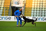King of Asso