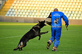 King of Asso