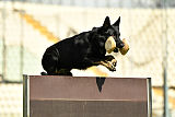 Ramses von Brand Schwanen
