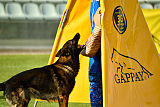 Duke (Kuipers)