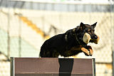 Duke (Kuipers)