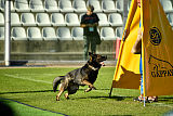 Gero z Berounske Basty