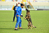 Wiggo of Sports dog