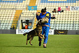 Wiggo of Sports dog