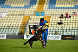 Wiggo of Sports dog