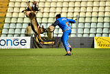 Wiggo of Sports dog