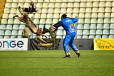 Wiggo of Sports dog