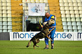 Wiggo of Sports dog