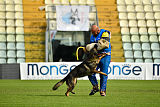 Wiggo of Sports dog