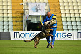 Wiggo of Sports dog
